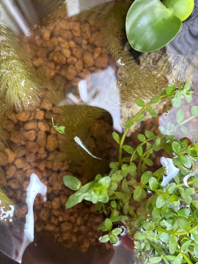 The life of a medaka